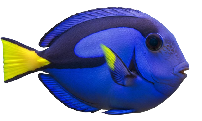DoRI icon